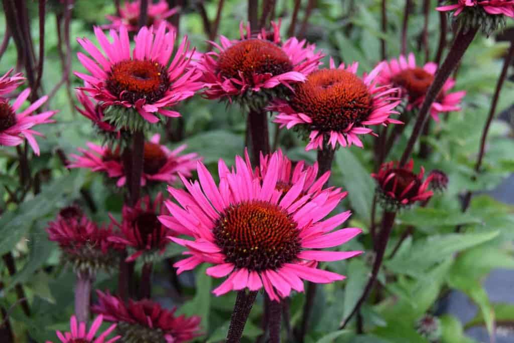 Echinacea purpurea 'Fatal Attraction' ® ---